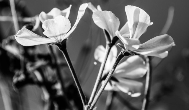 Early Fall Flowers in Black N White