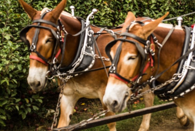 Horse Carriage Rides