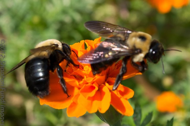 Pollinating I don't know what?