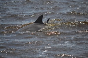 Dolphin Tour Jekyll Island