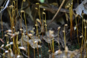 Laurel Falls Nature Trail
